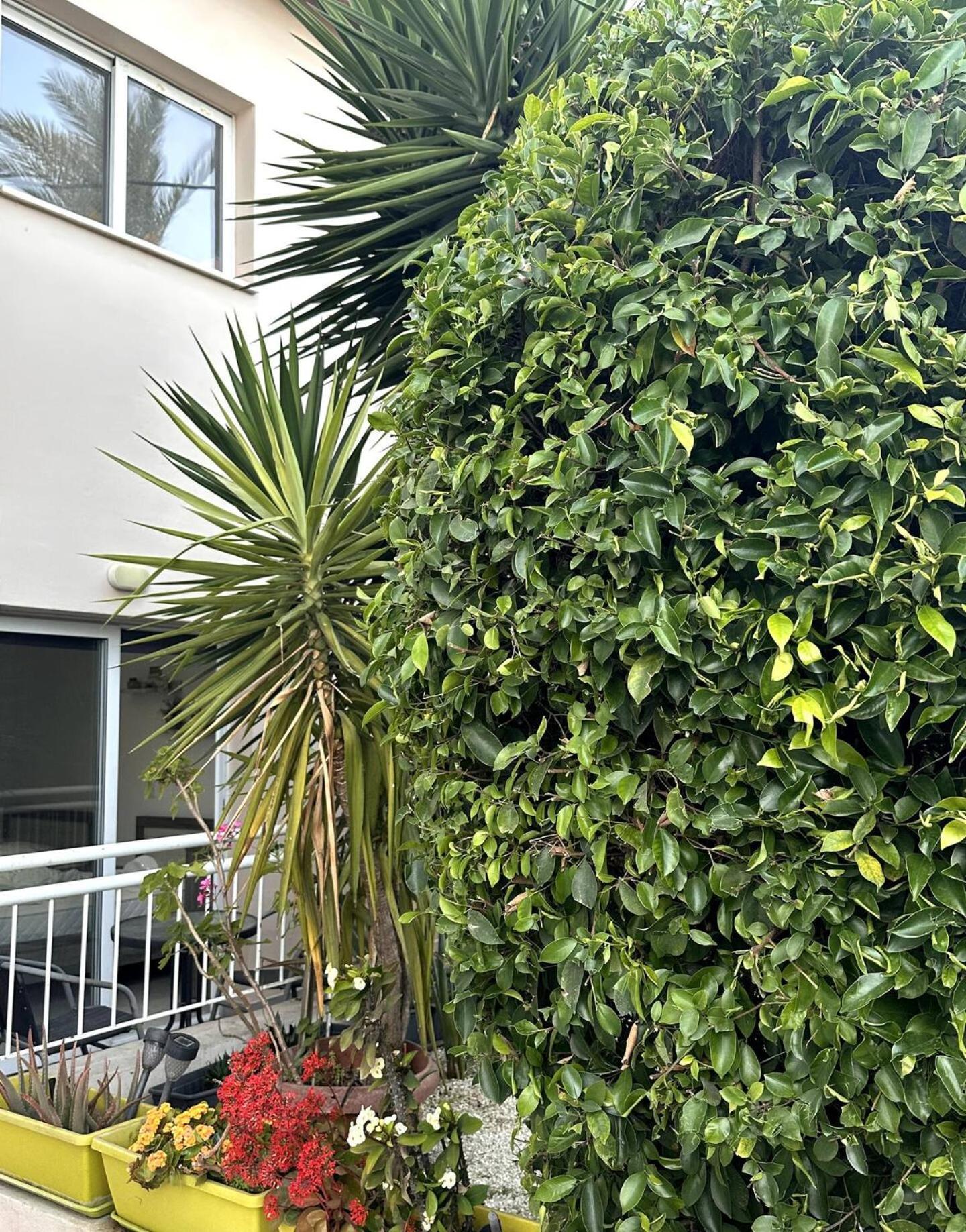 Olymbos Garden Apartment IV 圣纳帕 外观 照片